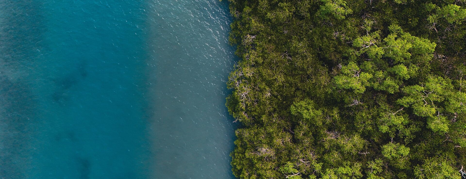 Turkuaz deniz ile yemyeşil ormanın buluştuğu kıyının havadan görünümü