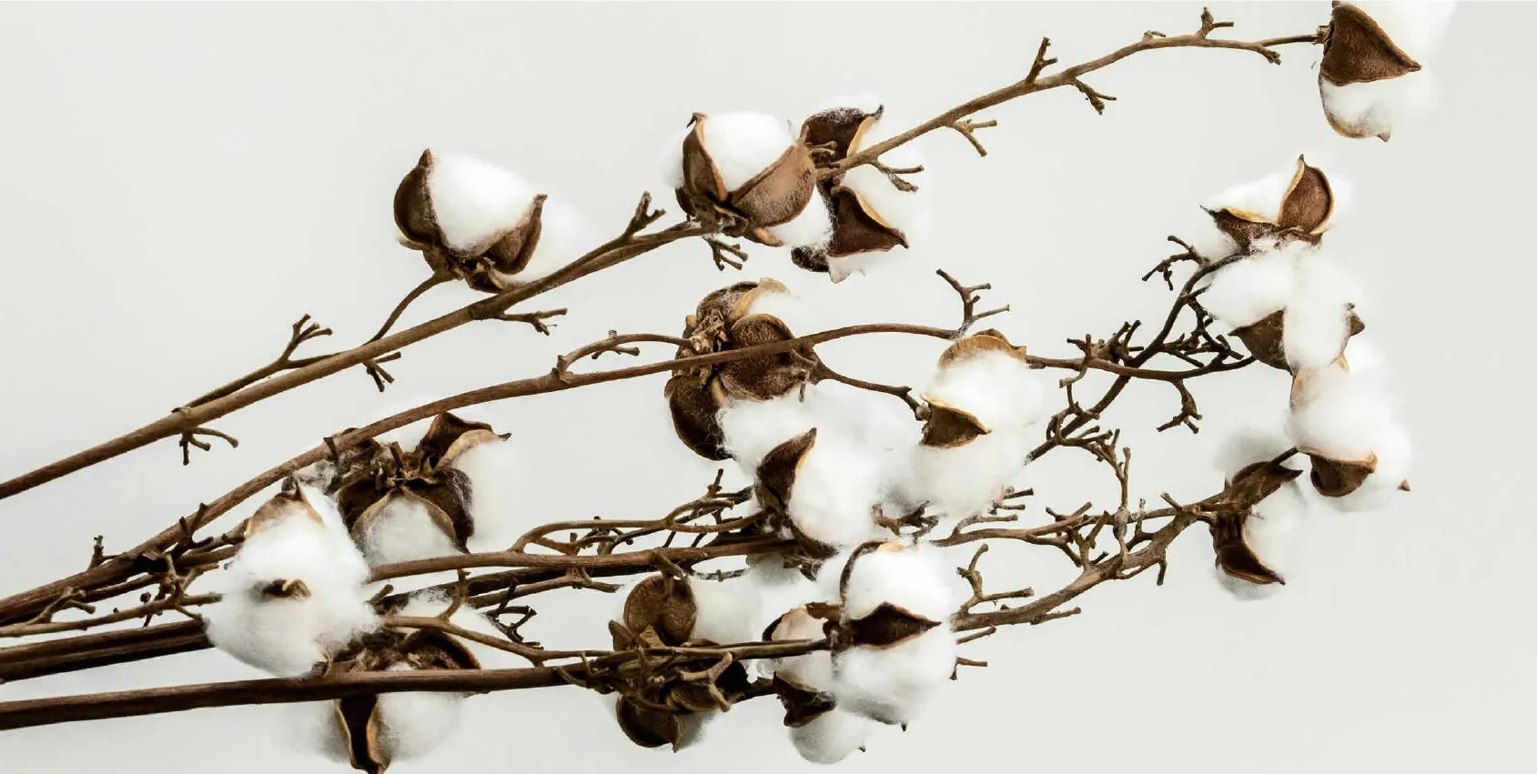 Cotton branches